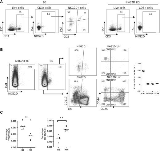 NKG2D is expressed in the thymus and influences the usage of Vβ chains. (A) Thymic expression of NKG2D in B6 and NKG2D KO mice. (B) NKG2D expression is primarily found on DN1 cells in the thymus. (C) Graphs show the percentage of TCRBV15-01 and TCRBV02-01 on CD8 purified peripheral T cells (spleen), obtained from deep ImmunoSEQ. **P < 0.001. Representative data are shown: 5 mice per group were used and assays were repeated at least 3 times. FSC = forward scatter; SSC = side scatter.