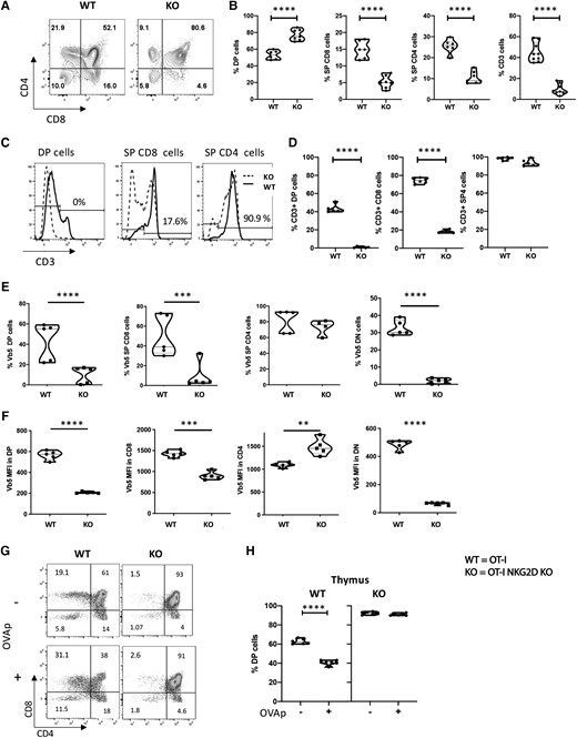 WT and NKG2D KO OT-I mice have different thymic selection. (A) Representative flow plots showing CD4 and CD8 staining on live cells. (B) Percentage of live DP, SP CD8, and CD4 cells present in the thymus of WT and NKG2D KO OT-I mice. (C) Percentage of live CD3+ T cells present in the DP, SP CD4, and SP CD8 of WT and NKG2D KO OT-I mice. (D) Histograms showing CD3 expression on DP, SP CD8, and SP CD4 thymocytes. Cells are gated on the live thymocytes identified by side scatter (SSC) vs forward scatter (FSC). Values on histograms denote the percentage of CD3+ on NKG2D KO thymocytes. (E) Percentage of live thymocytes expressing the TCR Vβ5 chain on the surface. (F) Vβ5 expression per cell basis on live thymic T cells. (G) Representative plots and (H) summarizing graph of dulling assay. The P value was calculated using the Student t test. **P < 0.01; ***P < 0.001; ****P < 0.0001. Five mice per group were used and assays were repeated at least 3 times. MFI = mean fluorescence intensity.