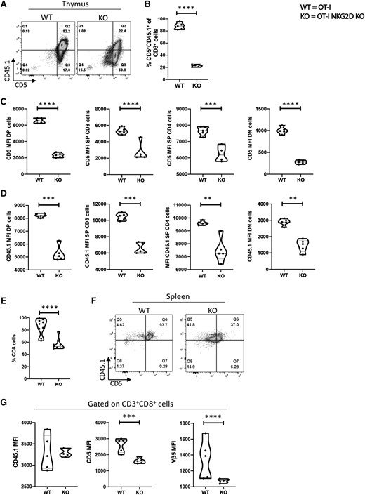 The magnitude of TCR signaling is reduced in NKG2D KO thymocytes. (A) Representative dot plot staining of OT-I NKG2D WT vs KO thymus stained for CD5 vs CD45.1. (B) Percentage of live CD5 + CD45.1+ cells shown in panel A. (C, D) CD5 (C) and CD45.1 (D) expression per cell basis on WT NKG2D OT-I and KO thymocytes. (E) Percentage of live CD8 T cells in the spleen of OT-I NKG2D WT and KO mice. (F) Dot plot examples of OT-I NKG2D WT and KO spleens stained for CD5 and CD45.1. (G) MFI of CD45.1 (left), CD5 (center) and Vβ5 (right) on live CD3+ CD8 T cells. Five mice per group were used and assays were repeated at least 3 times. The P value was calculated using the Student t test. **P < 0.01; ***P < 0.001; ****P < 0.0001.