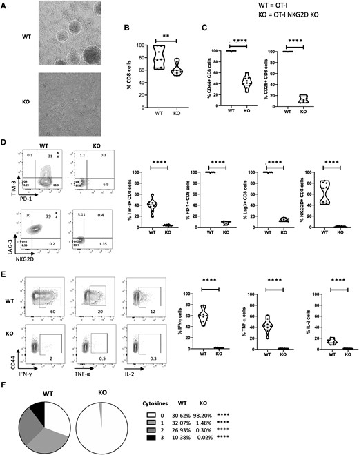 Naïve NKG2D KO OT-I CD8 T cells are unresponsive to OVA peptide. NKG2D WT and KO OT-I splenocytes were cultured in vitro for 4 d with soluble OVA peptide. (A) Pictures of the culture wells, with proliferating clusters visible in NKG2D WT OT-I culture. (B) The graph summarizes the percentage of live CD8 cells from panel A. (C) Representative flow plots show CD44 and CD25 staining (top), and graphs summarize the percentage of live CD8 T cells expressing CD44 and CD25 (bottom). (D) Representative flow plots show Tim-3, PD-1, LAG-3, and NKG2D staining gated on live CD44+ CD8 cells (left). Graphs summarize the percentage of live CD44+ CD8 T cells expressing Tim-3, PD-1, LAG-3, and NKG2D (right). (E) Representative flow plots show IFN-γ, TNF-α, and IL-2 staining (left), and graphs summarize the percentage of live CD44+ CD8 T cells producing IFN-γ, TNF-α, and IL-2 after overnight coculture with OVA-pulsed RMAS cells (right). Unpulsed RMAS cells were used as control (not shown). (F) Pie charts summarize the percentage of spleen live CD44+ CD8 T cells from panel E producing 0, 1, 2, or 3 cytokines. Five mice per group were used and assays were repeated at least 3 times. The P value was calculated using the Student t test. **P < 0.01; ***P < 0.001; ****P < 0.0001.