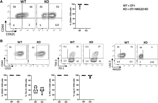 NKG2D KO OT-I CD8 T cells can be phenotypically activated by CD3 signaling. NKG2D WT and KO OT-I splenocytes were activated in vitro for 4 d with soluble anti-CD3/CD28 mAbs. (A) Representative flow plots showing the percentage of live CD8 T cells expressing CD44, CD62L, CD25, Tim-3, PD-1, and NKG2D. (B) The graphs summarize the percentage of live CD44+ CD8 T cells expressing markers defined in panel A. Five mice per group were used and assays were repeated at least 3 times.