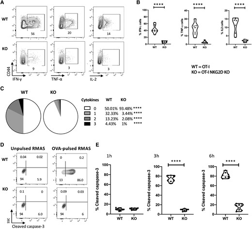 Phenotypically activated OT-I NKG2D KO cells are unresponsive to peptide reactivation. In vitro activated NKG2D WT and KO OT-I CD8 T cells from Fig. 5 were cultured with OVA-pulsed RMAS cells. (A) Representative plots show the cytokine production after overnight stimulation measured by flow cytometry. Unpulsed RMAS cells were used as control (not shown). (B) Percentage of live CD44+ CD8 T cells producing IFN-γ, TNF-α and IL- 2. (C) Pie charts show the percentage of live CD44+ CD8 T cells producing 0, 1, 2, or 3 cytokines. (D) Representative flow plots show the expression of cleaved caspase-3 after 4 h of coculture. (E) Kinetics of cleaved caspase-3 expression by OVA-pulsed RMAS cells after culture with in vitro activated NKG2D WT or KO OT-I CD8 T cells for 1, 3, and 6 h. Representative data are shown; 5 mice per group were used and assays were repeated at least 3 times. The P value was calculated using the Student t test. **P < 0.01; ***P < 0.001; ****P < 0.0001.