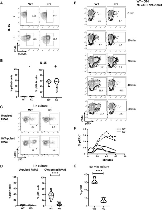TCR signaling but not IL-15 is impaired in NKG2D KO CD8 T cells. NKG2D WT and KO OT-I splenocytes were activated in vitro for 4 d with aCD3/CD28 mAbs and exposed to IL-15. (A) Representative flow plots show pSTAT5 staining. (B) Percentage of live CD8 T cells expressing pSTAT5 after 30 min of stimulation with IL-15. Nonstimulated cells were used as control. (C) Representative flow plots show pS6 staining. (D) Percentage of live CD8 T cells expressing pS6 after 3 h of stimulation with OVA-pulsed RMAS cells. Unpulsed RMAS cells were used as control. Nonstimulated cells were used as control. (E) Representative flow plots show the staining of pERK after coculture with OVA-pulsed RMAS for 0, 10, 20, 40, and 60 min. (F) The graph summarizes the kinetics of pERK shown in panel E. Baseline pERK was measured by culturing unpulsed RMAS cells for 1 h and is depicted as 0 h in the plot and graph. (G) Percentage of pERK at 40 min after reactivation, corresponding to the peak of ERK phosphorylation in NKG2D WT T cells. Data shown are the results of at least 3 independent experiments. The P value was calculated using the Student t test. **P < 0.01; ***P < 0.001; ****P < 0.0001.