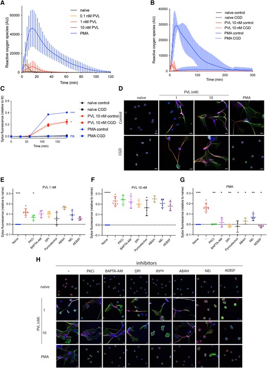 PVL induces ROS-independent NET formation. (A, B) ROS formation was quantified in control (A: n = 14, B: n = 3) or CGD human (n = 3) primary neutrophils stimulated with PMA (50 nM) or PVL (0.1 nM, 1 nM or 10 nM). (C) Control or CGD neutrophils were stimulated with PMA (50 nM) or PVL (10 nM) for 3 h, and cell death was quantified using the cell-impermeable DNA dye SYTOX Green. Indicated is SYTOX Green fluorescence relative to t = 0 min. (D) Representative confocal microscopy images of control and CGD patient neutrophils either naïve or stimulated with PMA (50 nM) or PVL (1 nM or 10 nM) and stained for DNA (blue), NE (red), and chromatin (green). The scale bar represents 10 µm. (E–G) Healthy human neutrophils were treated with PKC inhibitor Gö6983 (1 μM), BAPTA-AM (10 μM), DPI (1 μM), pyrocatechol (30 μM), ABAH (500 μM), NEi (20 μM), and AEBSF (100 μM) for 30 min, before stimulating with (E) PVL 1 nM, (F) PVL 10 nM, or (G) PMA 50 nM for 4 h. We quantified cell death with SYTOX Green and the fluorescence signal relative to naïve is indicated. (H) Representative confocal microscopy of naïve neutrophils or after stimulation with PMA or PVL (1 nM or 10 nM) in the presence or absence of indicated inhibitors, and stained for DNA (blue), NE (red), and chromatin (green). The scale bar represents 10 µm. (C) Two-way analysis of variance with Tukey's post hoc test. *P < 0.05, ***P < 0.001. (E–G) Mean ± SD of 4 independent experiments. *P < 0.05, **P < 0.01, ***P < 0.001, ****P < 0.0001, 1-way analysis of variance with Dunnett’s multiple comparison test. ns = not significant.