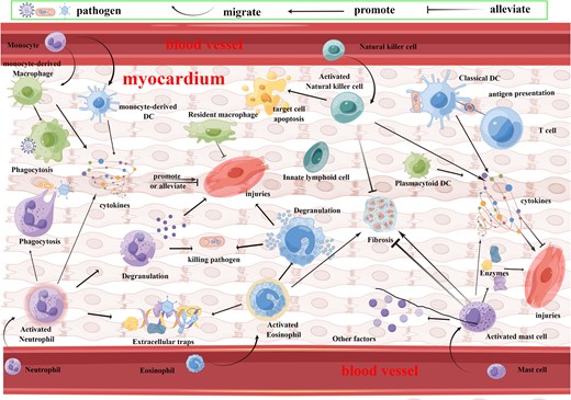 Innate immune cells in myocarditis. Innate immune cells in myocarditis include neutrophils, eosinophils, mast cells, ILCs, monocytes, macrophages, and DCs. When suffering from myocarditis, activated neutrophils kill pathogens through phagocytosis, degranulation, extracellular traps, and cytokines, while activating the myocardial inflammatory response to produce myocardial injuries. Activated eosinophils harm the myocardium and promote fibrosis while killing pathogens through degranulation and extracellular traps. Activated mast cells produce a variety of enzymes and cytokines involved in the pathogenesis of myocarditis, with both pro- and antifibrotic effects. Activated NK cells clear infected target cells while they inhibit myocardial fibrosis. Monocytes migrate into the heart and differentiate into macrophages and DCs. Macrophages can phagocytose pathogens, and they also produce pro- and anti-inflammatory cytokines. DCs can both activate T cells through alloantigen or self-antigen presentation, while they can secrete a variety of cytokines involved in myocarditis. Figure created using FigDraw.