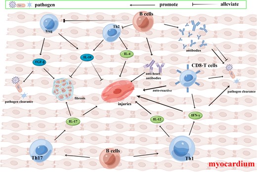 Adaptive immune cells in myocarditis. Adaptive immune cells in myocarditis include CD4 T cells (Th1, Th2, Th17, and Treg cells) and CD8 T cells. When experiencing myocarditis, Th1 cells secrete IL-12 and IFN-γ. IL-12 and IFN-γ promote inflammation and myocardium injuries, while IFN-γ is conducive to pathogen clearance. Th2 cells secrete IL-4 and IL-10, while IL-4 is proinflammatory and IL-10 is anti-inflammatory, antifibrotic, and can alleviate myocardium injuries. Th17 cells secrete IL-17, which promotes myocardium injuries and fibrosis. Treg cells produce IL-10 and TGF-β, and TGF-β can promote pathogen clearance in the acute phase, while it promotes myocardium fibrosis in the chronic phase. CD8 T cells can remove pathogens via granzyme and perforin, as well as produce IFN-γ. Autoreactive CD8 T cells in myocarditis can cause myocardium injuries. B cells secret antibodies to remove pathogens or promote viral entrance via an antibody-dependent enhancement effect. AHAs produced by B cells damage the myocardium. B cells in myocarditis promote Th1 and Th17 differentiation, while they suppress Th2 and Treg differentiation. Figure created using FigDraw.