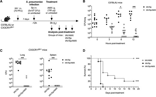A single dose of AMX protects against Streptococcus pneumoniae (Sp) superinfection. (A) C57BL/6J or CX3CR1gfp/+ mice were infected intranasally (i.n.). with IAV and 7 days later with 5 × 104 CFUs of S. pneumoniae (Sp). Mice were treated intragastrically (i.g.) with AMX 12 h after Sp infection (defined as the t0) (IAV/Sp/AMX) or left untreated (IAV/Sp). As a control group, mice only infected with IAV were also treated with AMX (IAV/AMX). Lungs (B, C) and spleen (C) were collected at different times posttreatment in C57Bl/6 mice (B) or at 12 h posttreatment in CX3CR1gfp/+ mice (C), homogenized, and plated in serial dilutions onto blood agar plates to measure the bacterial load. Counts for individual mouse are shown as CFUs per tissue. The solid line represents the median value and the dashed line represents the detection threshold. Data depict pooled results from 2 independent experiments, with each symbol representing an individual mouse (n = 6–14). (B) * P < 0.05 and *** P < 0.001 (2-way analysis of variance test). (C) *** P < 0.001 (Mann-Whitney). (D) The survival rate of C57Bl/6J mice infected with IAV only or IAV/Sp treated or not with AMX was monitored daily for 18 d. Data were compared in a log-rank test (***P < 0.001). PFU = plaque forming units.