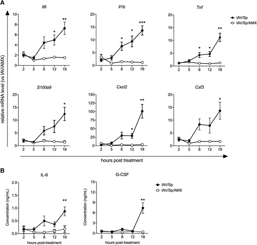 AMX treatment of infected animals reduces the inflammatory response. C57BL/6J mice were infected with Sp 7 days post-IAV infection and treated with AMX 12 h after Sp infection (IAV/Sp/AMX) or left untreated (IAV/Sp). Lungs and blood were collected at different time points posttreatment. (A) Relative expression of selected genes in the lungs was assessed by real-time quantitative PCR. For each gene, mRNA level is normalized to the reference genes Actb and B2m, and then to the control group IAV/AMX. (B) IL-6 and G-CSF concentrations in the sera were measured by enzyme-linked immunosorbent assay. Data represent pooled results from 2 independent experiments (n = 10) and are expressed as mean ± SEM (*P < 0.05, **P < 0.01 and ***P < 0.001; 2-way analysis of variance test).