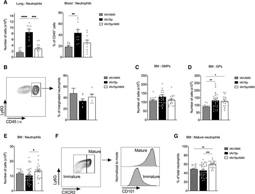 AMX treatment of infected animals promotes BM neutrophil maturation. CX3CR1gfp/+ mice were infected with Sp 7 days post-IAV infection and treated with AMX 12 h after Sp infection (IAV/Sp/AMX) or left untreated (IAV/Sp). As a control, mice only infected with IAV were treated with AMX (IAV/AMX). (A) Absolute number of lung neutrophils and frequency of blood neutrophils were assessed by flow cytometry 12 h posttreatment. Mean ± SEM of 3 experiments are shown (n = 9–16). (B) A representative fluorescence-activated cell sorting dot plot of CD45 in vivo labeling of lung neutrophils (left). Mean ± SEM of the percentage of CD45+ lung neutrophils (marginated pool) are shown (n = 6–7). Absolute number of BM GMPs (C) and GPs (D) were quantified by flow cytometry. (E) Absolute number of BM neutrophils. (F) Gating strategy for mature neutrophils in the BM according to Ly6G, CXCR2, and CD101 expression and (G) frequency of mature BM neutrophils among total neutrophils. Mean ± SEM of biological replicates from at least 3 independent experiments are represented (n = 14–35) (*P < 0.05, **P < 0.01, ***P < 0.001 and ****P < 0.0001; Kruskal-Wallis test).
