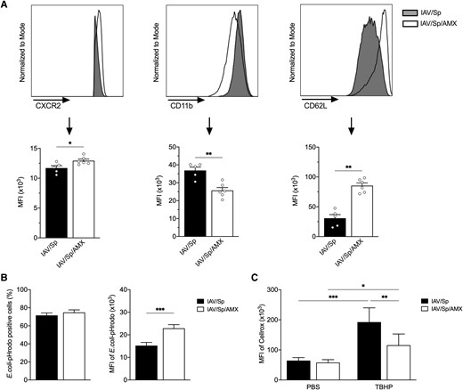 AMX treatment impacts the activation state and functions of mature BM neutrophils. CX3CR1gfp/+ mice were infected with Sp 7 days post-IAV infection and treated with AMX 12 h after Sp infection (IAV/Sp/AMX) or left untreated (IAV/Sp). Mice were sacrificed 12 h post-AMX treatment. (A) The MFIs of CXCR2, CD11b, and CD62L expression on mature BM neutrophils were analyzed by flow cytometry. Representative histograms (top) and mean ± SEM of 1 experiment representative of 3 (lower) are shown (n = 5–6). (B) Total BM cells were incubated with pHrodo E. coli bioparticles and the percentage of mature BM neutrophils positive for E. coli pHrodo (left) as well as the MFI of E.coli pHrodo (right) were quantified by flow cytometry. Data represent pooled results from 3 independent experiments (n = 13) (***P < 0.001; Mann-Whitney). (C) Total BM cells were treated with TBHP (or PBS) and then incubated with CellROX Deep Red Reagent. Results are expressed as mean ± SEM of CellROX MFI of 1 experiment representative of 2 (n = 5–6) (*P < 0.05, **P < 0.01, ***P < 0.001; 2-way analysis of variance).