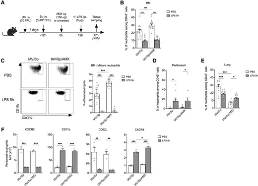AMX treatment promotes neutrophil recruitment in tissues following administration of LPS in vivo. (A) CX3CR1gfp/+ mice were infected with Sp 7 days post-IAV infection and treated with AMX 12 h after S. pneumoniae infection (IAV/Sp/AMX) or left untreated (IAV/Sp). Then, in each group, animals were injected intraperitoneally (or not) with 5 μg LPS. Mice were sacrificed 5 h later. (B) The percentage of total BM neutrophils among CD45+ population was quantified by flow cytometry. (C) Mature BM neutrophils (CXCR2high) were quantified among total neutrophils in the BM. Neutrophils were quantified in the peritoneum (D) and the lung (E). Mean ± SEM of biological replicates from 3 independent experiments are represented (n = 11–20). (F) The phenotype of neutrophils in the peritoneum was evaluated by flow cytometry. Mean ± SEM of biological replicates of 1 experiment representative of 3 are shown (n = 4) (*P < 0.05, ** P < 0.01, *** P < 0.001; 2-way analysis of variance). PFU = plaque forming units.
