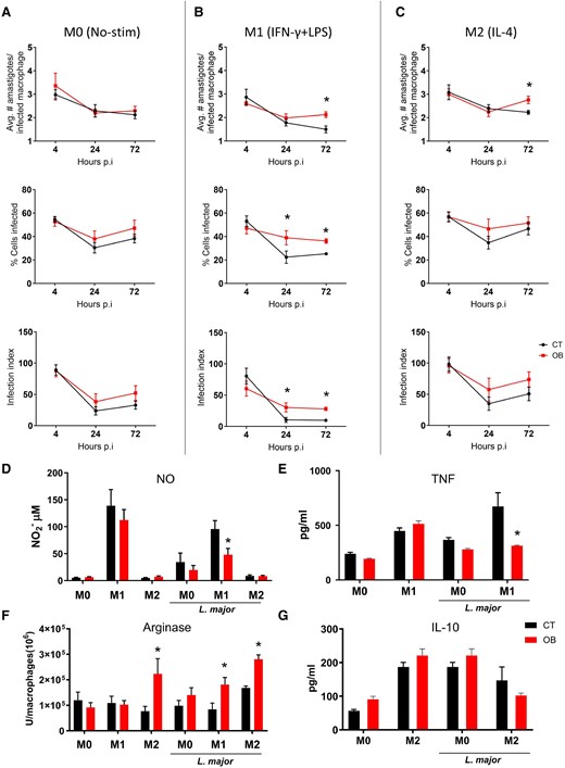 Bone marrow-derived macrophages from mice with obesity exhibit increased susceptibility to L. major infection under different stimuli. Macrophages were derived from the bone marrow of mice with obesity and subjected to different stimuli: M0, macrophages without any stimulation; M1, macrophages stimulated with LPS (100 ng/ml) and IFN-gamma (10 ng/ml); and M2, macrophages stimulated with IL-4 (10 ng/ml). The cells were then incubated with L. major at a ratio of 1:5 on a glass coverslip for 4, 24, and 72 h. The mean number of amastigotes per infected macrophage, mean number of infected cells, and infection index were evaluated by light microscopy after collecting the coverslips and quick staining with Panoptic. A) M0; B) M1; C) M2. D) Nitrite production was measured in the supernatant of macrophage cultures after 24 h of stimulation with IFN-gamma and LPS or IL-4, in the presence or absence of L. major, using the Griess method. E) TNF-alpha concentration was measured in the culture supernatant after 24 h of infection by ELISA. F) Arginase activity was evaluated in macrophages stimulated with IFN-gamma and LPS or IL-4, infected or not with L. major. G) IL-10 concentration was measured in the culture supernatant after 48 h of infection by ELISA. Results from two independent experiments, with n = 3 mice per experimental time/per experiment. Data are represented as mean ± SEM. *P < 0.05; statistical analysis was performed by multiple unpaired Student's t-test between the control (CT) and obese groups (OB) at each time point of infection.