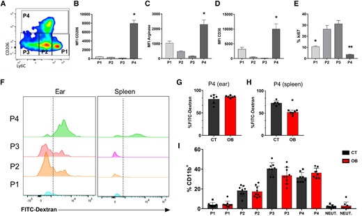 TRMs characterization and frequencies of P1 to P4 in the skin of CT and obese mice. C57BL/6 mice were fed for 12 wk with the AIN93-G or HSB diet. At the end of this period, cell populations were evaluated by flow cytometry. A) Dot plot representative of monocytes (P1), Mo-DCs (P2), Mo/DermalDCs (P3), and TRMs (P4). MFI for expression of (B) CD206; C) Arginase, and D) CD36 in the indicated ear populations (P1 to P4); E) Ki67 expression. The mice were injected with FITC-DEXTRAN (18 mg/kg) intravenously, anesthetized, and euthanized 30 min after the injection. The endocytic activity was assessed by measuring FITC fluorescence. By flow cytometry (F) Measurement of the endocytic capacity of P1 to P4 in the ear and spleen of CT and obese (OB) mice; G) % of cells with FITC-Dextran in P4 in the ear; H) % of cells with FITC-Dextran in P4 in the spleen. I) Frequencies of myeloid cells subpopulations (P1 to P4 and neutrophils) in the ear of CT and obese animals. Representative results from 2 independent experiments. n = 3–5 mice/experiment for (A to E). Data represented by mean ± SEM. Statistical analysis was performed by One-way ANOVA with Turkey's posttest *P < 0.05. n = 6 mice/group for (F to H). Data represented by mean ± SEM; *P < 0.05; Statistical analysis was performed using the unpaired Student's t-test. n = 3–5 mice/experiment for (I). Results combining three independent experiments. Data represented by mean ± SEM. Statistical analysis performed by the One-way ANOVA test followed by Turkey.