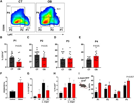 TRM population has increased frequency in the skin over monocytes, DCs, and CD11c+ cells after 8 wk of infection. C57BL/6 mice were fed for 12 wk with AIN93-G or HSB diet and infected with 2 × 105 L. major and euthanized 8 wk after infection. A) Dot plots representative of CD11B+ monocytes (P1), Mo-DCs (P2), Mo/DermalDCs (P3), and TRMs (P4) in infected CT and obese animals; B) Frequencies of P1; C) P2; D) P3; and, P4 (E) in infected CT and obese animals (F) expression ratio of CD11B+CD206+/CD11B+CD11c+ cells in the ear of infected mice after 8 wk; G) Frequency of CD11B+KI67+ cells in the ear with or without infection; E) frequency of CD11B+CD206+KI67+ cells in the ear with or without infection; C57BL/6 mice were fed for 12 wk with AIN93-G or HSB diet, infected with 2 × 105 L. major-RFP, and euthanized 8 wk after infection to measure the presence of Leishmania in cell populations. I) Frequency of RFP expression at P1, P2, P3, and P4 in infected CT and obese mice; (B to E) Results are the pooling of 4 independent experiments (n = 3–5); (F to I) Representative results from 2 independent experiments (n = 3–5), data represented by mean ± SEM. *P < 0.05; Statistical analysis by unpaired Student's t-test (B to F) and One-way ANOVA with Turkey's posttest (G to H). I) Mean ± SEM represents data. *P < 0.05; Statistical analysis performed by unpaired Student's t-test between CT and OB, and by the One-way ANOVA test to compare P1 × P2 × P3 × P4 in the same group (a × b = P < 0.05).