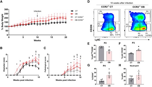 CCR2−/− mice showed a delay in lesion resolution regardless diet consumption, but obesity aggravates the lesion development. C57BL/6 and CCR2−/− mice were fed for 20 wk with the AIN93-G or HSB diet. In the 10th week of the diet, the animals were infected in the ear with 2 × 105 L. major metacyclic promastigotes. A) The mean weight of mice fed the AIN93-G and HSB diets over the experimental period; (B and C) Lesion development: B) diameter, C) pathological score (0, without ulceration; 1, with ulceration; 2, mild tissue damage; and 3, severe tissue damage); D) dot plots representative of CD11B+ monocytes (P1), Mo-DCs (P2), Mo/DermalDCs (P3), and TRMs (P4) in infected CT and obese animals; E) frequency of P2; F) P3; G) P4; H) neutrophils; mean ± SEM represents data; n = 5–7; (B and C) statistical analysis by One-way ANOVA test; *P < 0.05; $ indicates statistical difference between obese CCR2−/− × CT CCR2−/−; (E to H) data represented by mean ± SD. *P < 0.05; Statistical analysis by unpaired Student's t-test.