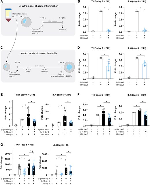 IL-10 dampens acute inflammation, induces tolerance, and inhibits trained immunity in primary human monocytes. (A) Schematic overview of the acute inflammation model. (B) Fold changes in TNF and IL-6 responses during acute LPS-induced monocyte responses, with or without IL-10 present. (C) Schematic overview of the in vitro trained immunity model used throughout the rest of the present work. (D) TNF and IL-6 responses on day 6 following exposure to IL-10. (E, F) TNF and IL-6 responses on day 6 following stimulation with β-glucan or oxidized low-density lipoprotein (oxLDL), respectively, with or without addition of IL-10. (G) Transcriptional responses to LPS of the genes TNF and IL6 (using HPRT as a reference gene) on day 6 after exposure to β-glucan and/or IL-10. Data are presented as mean ± SD, with individual points representing biological replicates. *P < 0.05. ns = not significant; T = time.