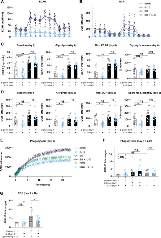 IL-10 inhibits glycolysis and oxidative phosphorylation but does not affect metabolic effects of β-glucan (BG). (A) Overview of the extracellular acidification rate (ECAR) during glycolysis stress testing. (B) Overview of the oxygen consumption rate (OCR) during mitochondrial stress testing. (C) Calculated glycolytic parameters on day 6 following exposure to IL-10, BG, or a combination. (D) Calculated oxidative parameters on day 6 following exposure to IL-10, BG, or a combination. (E) Phagocytosis of zymosan particles during 24 h on day 6 following initial exposure to BG or BCG with or without IL-10 (expressed as mean of biological and technical replicates). (F) Relative change in area under the curve of the data presented in panel E. (G) Production of ROS upon restimulation with opsonized zymosan for 1 h on day 6 following initial exposure to BCG with or without IL-10. Data are presented as mean ± SD, with individual points representing biological replicates. *P < 0.05, **P < 0.01. ATP = adenosine triphosphate; AUC = area under the curve; ns = not significant.