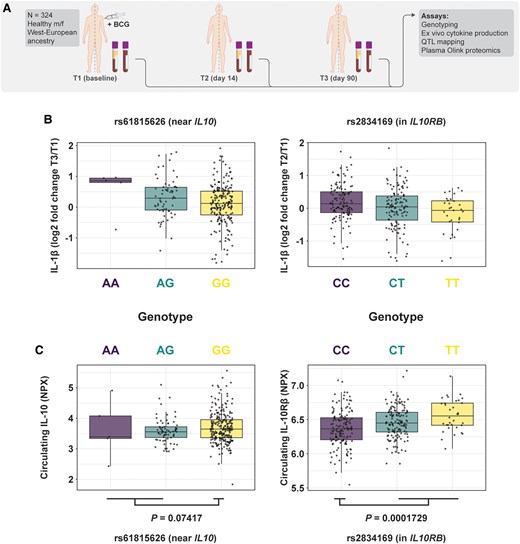 SNPs influencing expression of IL10 or its receptor subunits impact induction of in vivo trained immunity in humans. (A) Schematic overview of the cohort used for mapping of cytokine quantitative trait loci (QTL). (B) The SNPs in close proximity to IL10 (left) and IL10RB (right) that were most significantly associated with trained immunity (P = 5.1 × 10−3 and P = 6.2 × 10−4, respectively) were used to stratify trained immunity induction, as measured by fold changes in IL-1β production following stimulation with Staphylococcus aureus. (C) The circulating levels of IL-10 and IL10Rβ, stratified by genotype of the previously mentioned SNPs (Student's t test was performed between indicated groups to test statistical significance). f = female; m = male; NPX = normalized protein expression.