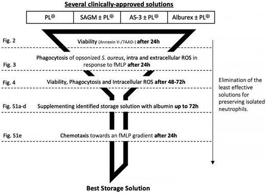 Experimental design. A funnel design was used to reduce the number of storage conditions to test as the experiments progressed. Briefly, the viability of neutrophils stored in different combinations of additives was first determined after 24 h of room temperature of storage. The additive combination(s) that was most effective at preserving neutrophil viability was then tested for its ability to preserve phagocytosis and ROS production. The same strategy was used for the subsequent stages of the experimental design until we identified the combination of additives that preserved the ability of stored neutrophils to perform chemotaxis. *PL⊕ = Plasma-Lyte + 25 mM HEPES + 3 mM histidine buffer.