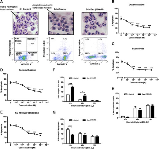 GCs increase neutrophil survival by delaying apoptosis under standard culture conditions (21% oxygen). (A) Representative cytocentrifuge images showing neutrophil morphology and AnnV/PI binding of neutrophils that have been freshly isolated or cultured for 24 h, with or without 100 nM dexamethasone (Dex). (B–E) Concentration responses (1 nM–10 μM) of (B) dexamethasone, (C) budesonide, (D) beclomethasone, and (E) 6α-methylprednisolone on neutrophil apoptosis. (F–H) Percentage of neutrophil (F) survival, (G) apoptosis, and (H) necrosis over a time-course of 72 h in standard culture conditions (21% oxygen), as assessed by flow cytometry of AnnV/PI binding. Open bars represent cells cultured without dexamethasone; closed bars represent cells cultured with 100 nM dexamethasone. Data are shown as mean ± sem; n = 6–9; *P < 0.05; ***P < 0.001.