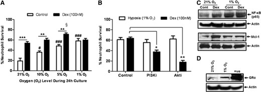 Neutrophil survival induced by dexamethasone and low oxygen levels is regulated by NF-κB and Mcl-1. (A) Percentage of neutrophil survival at 24 h while cultured at various oxygen levels, with (closed bars) and without (open bars) 100 nM dexamethasone. (B) The impact of a selective PI3K inhibitor (10 μM LY294002) and a selective Akt inhibitor (10 μM Akt inhibitor V) on neutrophil survival after 24 h of culture under standard culture conditions (21% oxygen) with 100 nM dexamethasone (closed bars) or at 1% oxygen (open bars). (C) Representative immunoblots of the expression of NF-κB (p65; 65kDa) and Mcl-1 (40 kDa) induced by dexamethasone (Dex) and hypoxia. (D) Representative immunoblot of the expression of GR (GRα; 94 kDa) during hypoxia. β-Actin (42 kDa) expression shows equal protein loading. Data represent n = 3–8 and are shown as mean ± sem; *P < 0.05; **P < 0.01; ***P < 0.001; #P < 0.05; ###P < 0.001 (compared with 21% oxygen); §P < 0.05 (compared with 21% oxygen). PI3Ki, PI3K inhibitor; Akti, Akt inhibitor; Cont, Control.