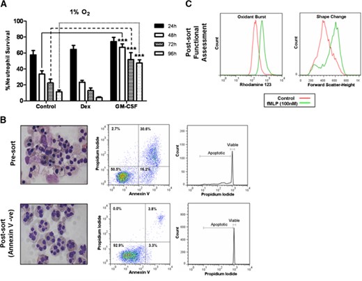 Neutrophil survival mediated by low oxygen levels, GCs, and GM-CSF. (A) Percentage of neutrophil survival when cultured at 1% oxygen at 24 h (closed bars), 48 h (open bars), 72 h (cross-hatched bars), and 96 h (dotted bars) and cultured with or without 100 nM dexamethasone or 20 ng/ml GM-CSF. (B) Representative cytocentrifuge images, flow cytometry plots of AnnV/PI binding, and DNA integrity of 96-h GM-CSF-treated neutrophils, pre- and postcell sorting for viable cells (AnnV/PI-negative). (C) Representative histograms of aged, GM-CSF-treated, viable neutrophil response to fMLF (100 nM) with oxidative burst measured by the oxidation of DHR to rhodamine 123 and shape change assessed by change in forward-scatter. Data represent n = 6 and are shown as mean ± sem. ***P < 0.001.