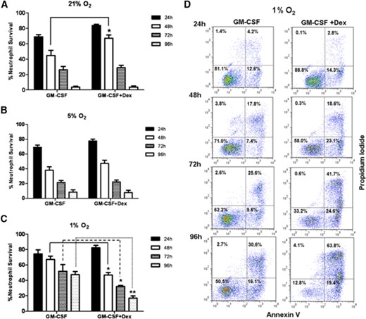 GCs attenuate GM-CSF-mediated neutrophil survival in hypoxic conditions. (A–C) The percentage of neutrophil survival when cultured with GM-CSF (20 ng/ml), with or without dexamethasone (100 nM) at (A) 21% oxygen, (B) 5% oxygen, or (C) 1% oxygen over a 96-h time-period; 24 h (closed bars), 48 h (open bars), 72 h (cross-hatched bars), and 96 h (dotted bars). Neutrophil survival in untreated cells under 1% oxygen levels over the 24-, 48-, 72-, and 96-h time-points are 69.4%, 31.1%, 17.4%, and 8.8%, respectively (data not shown). (D) Representative flow cytometry plots of AnnV/PI binding at 24 h, 48 h, 72 h, and 96 h in culture with GM-CSF (20 ng/ml), with or without dexamethasone (100 nM) at 1% oxygen. Data represent n = 6 and are shown as mean ± sem. *P < 0.05; **P < 0.01.