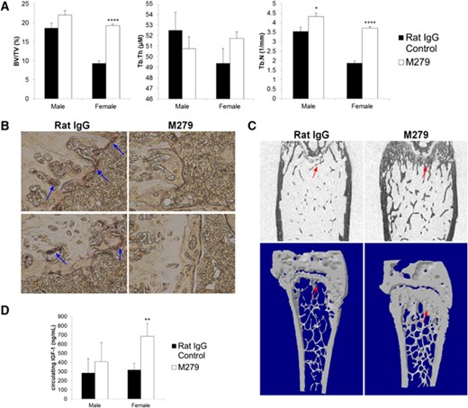Effect of anti-CSF1R antibody on bone. Mice were injected with 200 μg rat IgG control or M279, 3× weekly for 6 weeks. The right femur from each mouse was harvested, analyzed for MicroCT scan, or prepared for histological examination, as described in Materials and Methods. (A) Graphs show the mean ± sem of the BV/TV, Tb.Th, or Tb.N, determined from the MicroCT scan. (B) TRAP+ cells (blue arrows) in growth plates. (C) Two-dimensional image (upper) and three-dimensional image (lower) of MicroCT scan from a treated (M279) and control (rat IgG) female, highlighting expansion of the growth plate (red arrows). (D) Circulating IGF1 ELISA. Significance is indicated by *P < 0.05, **P < 0.01, and ****P < 0.0001, using an unpaired t-test.