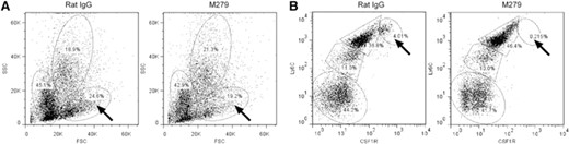 The effect of prolonged anti-CSF1R treatment on bone marrow cells. Representative FACS profiles of bone marrow cells derived from control rat IgG or anti-CSF1R treated mice. (A) FSC/SSC profiles highlighting the selective loss of the population of large cells with relatively low SSC (arrows). (B) CSF1R/Ly-6C profiles highlighting an almost complete loss of cells with high-surface CSF1R and Ly6C (arrows).