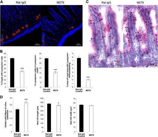Effect of anti-CSF1R treatment on Paneth and goblet cells of the intestine. (A) Four-percent, PFA-fixed, 5 μm cryosections of ileum from control (rat IgG) or anti-CSF1R-treated (M279) mice were immunostained to detect lysozyme (red) in granules of Paneth cells within intestinal crypts, counterstained with F-actin (blue); original scale bars, 50 μm. (B) Morphometric analysis was performed to identify the proportion of crypts with Lysozyme+ staining, proportion of Lysozyme+ cells within Lysozyme+ crypts, and overall immunolabeling of lysozyme within crypt regions. Graphs show the mean ± sem for the comparative difference between control (rat IgG) and anti-CSF1R (M279) treatment. Significance is indicated by *P < 0.05, and ***P < 0.001, as determined by Mann-Whitney U-tests. Twenty villi/mouse were counted (n=8 mice). (C) Four-percent, PFA-fixed, 5 μm paraffin-embedded sections were analyzed for positive PAS staining for goblet cells in control (rat IgG) and anti-CSF1R-treated (M279) mice. (D) Ileal intestine sections. Morphometric analysis was performed to analyze PAS+ cells/100 μm villus; average ileal villus length and average villus width.