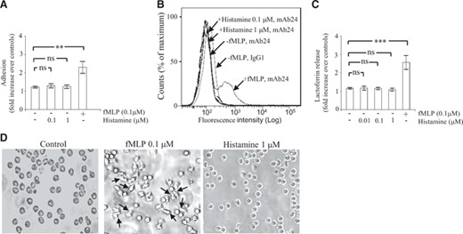 Histamine does not induce a Mac-1-dependent adhesion and degranulation. (A) Human PMNs (0.5×106) were incubated on plates coated with fibrinogen in the absence (−) or presence (+) of fMLP (0.1 μM) or histamine (0.1–1 μM). After 30 min, nonadherent cells were removed by aspiration, and adherent cells were fixed with paraformaldehyde and stained with crystal violet. Subsequently, the OD of the eluted dye was read by spectrophotometry at 570 nm. Adhesion is expressed as fold increase over nonstimulated control cells incubated for 30 min on BSA-coated plates (taken as 1 U). The data represent means ± sem of four separate experiments. Measurements for each experimental condition were performed in triplicate. (B) Human PMNs in suspension, stimulated or not with fMLP (0.1 μM) or histamine (0.1–1 μM), were incubated for 30 min at 37°C in the presence of the mAb24 (1 μg/ml) or an isotype-matched control IgG1 antibody (1 μg/ml). Thereafter, cells were collected, washed, and resuspended in medium containing FITC-labeled anti-mouse IgGs. Representative flow cytometry histograms (out of at least three), depicting mean fluorescence intensity of mAb24 epitope expression on human PMNs, are shown. (C) Human PMNs (1×106) were incubated on plates coated with fibrinogen in the absence (−) or presence (+) of fMLP (0.1 μM) or histamine (0.01–1 μM). After 30 min, the concentration of lactoferrin in the extracellular milieu was measured by ELISA as described in Materials and Methods. The data represent means ± sem of six separate experiments. Lactoferrin release is expressed as fold increase over nonstimulated control cells incubated for 30 min on BSA-coated plates (taken as 1 U). Measurements for each experimental condition were performed in triplicate. (D) PMNs were incubated on plates coated with fibrinogen in the absence (control; left) or presence of fMLP (0.1 μM; middle) or histamine (1 μM; right). After 30 min, adhered cells were visualized using a Leitz Diaplan microscope and a 5-megapixel Leica DFC420 digital camera (Leica Microsystems, Buffalo Grove, IL, USA). Arrows show polarized and elongated PMNs. **P < 0.01, and ***P < 0.001; ns, not significant by one-way ANOVA with post hoc Bonferroni's test compared with controls.