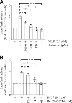 Effect of histamine and JNJ 28610244 on lactoferrin release. Human PMNs (1×106) were pretreated for 5 min without (−) or with (+) the indicated concentrations of histamine (A) or the H4 receptor agonist JNJ 28610244 (B). Thereafter, PMNs were incubated on plates coated with fibrinogen in the presence of fMLP (0.1 μM) to engage Mac-1. After 30 min, the concentration of lactoferrin in the extracellular milieu was measured by ELISA, as described in Materials and Methods. The data are expressed as fold increase over controls (cells incubated for 30 min on plates coated with fibrinogen in the absence of fMLP) and are the mean ± sem of four to eight (A) or six to eight (B) separate experiments. Measurements for each experimental condition were performed in triplicate. *P < 0.05, and ***P < 0.001; ns, not significant by one-way ANOVA with post hoc Bonferroni's test compared with fMLP-stimulated adherent cells.