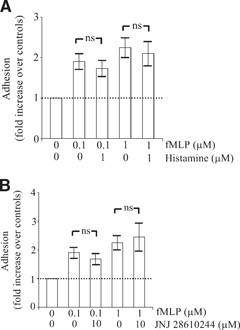 Engagement of the H4 receptor does not prevent Mac-1-dependent adhesion. Human PMNs (0.5×106) were pretreated for 5 min without or with histamine (1 μM; A) or the H4 receptor agonist JNJ 28610244 (10 μM; B). Thereafter, PMNs were incubated on plates coated with fibrinogen in the absence or presence of fMLP (0.1–1 μM). After 30 min, nonadherent cells were removed by aspiration, and adhesion was quantified as described in Materials and Methods. Adhesion is expressed as fold increase over nonstimulated control cells (OD of control cells is taken as 1 U). The data represent means ± sem of five separate experiments. ns, Not significant by unpaired Student's t-test.