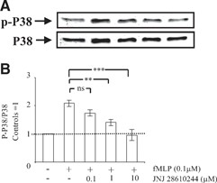 Engagement of the H4 receptor prevents Mac-1-dependent activation of p38 MAPK. Human PMNs (5×106) were preincubated for 5 min without (−) or with (+) the indicated concentrations of the H4 receptor agonist JNJ 28610244. Thereafter, PMNs were incubated on plates coated with fibrinogen, and fMLP (0.1 μM) was added to engage Mac-1. After 30 min, the cells were lysed. Proteins (40 μg) in lysate extracts were separated on 10% SDS-PAGE and transferred onto a PVDF membrane, which was incubated with a mouse anti-p-p38 MAPK antibody, followed by secondary goat anti-rabbit peroxidase-conjugated antibodies. Detection of the signals was carried out by ECL. Membranes were stripped off anti-p-p38 MAPK antibodies, and Western blot analysis was carried out with a rabbit anti-p38 MAPK antibody, followed by secondary goat anti-rabbit peroxidase-conjugated antibodies and ECL detection. (A) Representative Western blot; the arrows indicate the position of p-p38 MAPK and p38 MAPK. (B) Results after densitometric analysis (in arbitrary units) of the p-p38 MAPK/p38 MAPK ratio for each individual blot. The densitometric analysis of the p-p38 MAPK/p38 MAPK ratio is expressed as fold increase over control cells and represents means ± sem of three separate experiments. **P < 0.01, and ***P < 0.001; ns, not significant by one-way ANOVA with post hoc Bonferroni's test compared with fMLP-stimulated adherent cells.