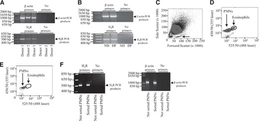 Expression of the H4 receptor in human PMNs. RNA was extracted from nondifferentiated PLB-985 cells (ND), PLB-985 cells differentiated along the granulocytic pathway (DF), and human PMNs derived from three different donors (Donors 1–3). Thereafter, 1 μg of each RNA preparation was reverse-transcribed. The obtained cDNAs were used for PCR reactions using validated primers for H4 receptor (H4R) or β-actin. The amplified PCR products were separated on a 3% agarose gel containing ethidium bromide. The bands were visualized by UV illumination. The positions of (A) H4 receptor and (B) β-actin PCR products are indicated by arrows (right) in each. (C) Human PMNs (P1) were analyzed by flow cytometry. Forward- and side-scatter profiles are shown. Contaminating mononuclear cells are indicated by an arrow. (D) Eosinophils and PMNs (P2) can be distinguished when excited with 488 nm laser (525/50 nm) and 355 nm laser (450/50 nm). (E) Analysis of the sorted PMNs (P2) shows removal of autofluorescent cells. (F) The positions of H4 receptor PCR products (left) and β-actin PCR products (right) in not-sorted and sorted PMNs are indicated by arrows (right) in each.