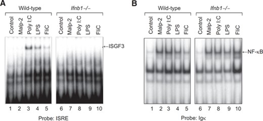 Induction of ISGF3 activity by TLR agonists in macrophages is IFN-β dependent. Cultures of bone marrow–derived macrophages from WT or Ifnb1−/− mice were treated with MALP-2 (100 ng/mL), poly(I:C) (10 μg/mL), LPS (100 ng/mL), or flagellin (FliC) (100 ng/mL) for 4 h at 37°C. At the end of the incubation period, nuclear protein extracts were prepared and assayed by EMSA for (A) ISGF3 activity with an ISRE probe based on the promoter of the human ISG15 gene and (B) NF-κB activity with a consensus probe based on the promoter of the Igκ gene.