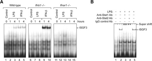 Induction of ISGF3 activity by LPS in macrophages requires expression of type I IFN receptors. Cultures of bone marrow–derived macrophages from WT, Ifnb1−/−, or Ifnar1−/− mice were treated with LPS (100 ng/mL) or recombinant murine IFN-β (10 ng/mL) for 1 or 4 h at 37°C. (A) At the end of the incubation period, nuclear protein extracts were prepared and assayed for ISGF3 activity by EMSA with the ISRE probe. (B) To confirm that the ISGF3 complexes contained both STAT1 and -2, we preincubated the nuclear protein extract derived from LPS-stimulated WT macrophages (4 h) with rabbit anti-STAT1 or -2 Ab for 15 min before addition of the radiolabeled ISRE probe. Pretreatment with either the anti-STAT1 or -2 Ab, but not a control rabbit IgG Ab, resulted in retardation of the ISGF3 complexes.