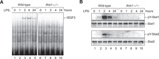 The inability of LPS to induce ISGF3 activity in IFN-β-null macrophages correlates with failure to induce tyrosine phosphorylation of STAT1 and -2. Cultures of bone marrow–derived macrophages from WT or Ifnb1−/− mice were treated with LPS (100 ng/mL) at 37°C for 0 to 24 h. (A) At each time point, nuclear protein extracts were prepared and assayed for ISGF3 activity by EMSA. (B) A matching set of whole-cell lysates was also prepared and used to measure activation of STAT1 and -2 by Western blot analysis with anti-phospho-STAT1 and anti-phospho-STAT2 Abs.