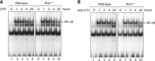 Activation of NF-κB by LPS or poly(I:C) is not suppressed in IFN-β-null macrophages. Cultures of bone marrow–derived macrophages from WT or Ifnb1−/− mice were treated with (A) LPS (100 ng/mL) or (B) poly(I:C) (10 μg/mL) at 37°C for 0 to 24 h. At the specified time points, nuclear protein extracts were prepared and assayed for NF-κB activity by EMSA.
