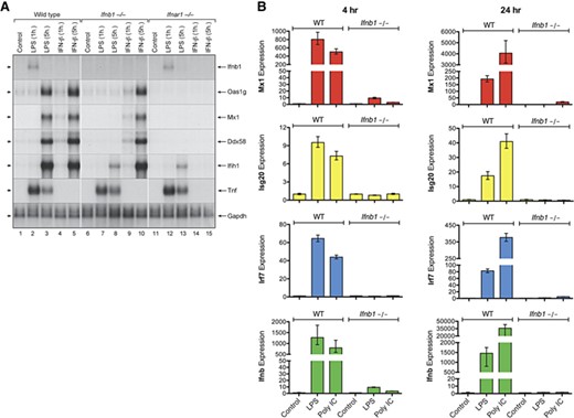 IFN-β expression is required for induction of ISG expression by LPS or poly(I:C) in macrophages. Cultures of bone marrow–derived macrophages from WT, Ifnb1−/−, and Ifnar1−/− mice were treated with LPS (100 ng/mL) or IFN-β (10 ng/mL) for 1 or 5 h at 37°C. (A) At the specified time points, total RNA extracts were prepared and analyzed by Northern blot analysis for expression of several ISGs, including Oas1, Mx1, Ddx58 (RIG-I), and Ifih1 (MDA5). The blot was also probed to measure TNF-α mRNA expression levels. (B) Another set of bone marrow–derived macrophages from WT or Ifnb1−/− mice were treated with LPS or poly(I:C) for 4 or 24 h at 37°C. At the specified time points, RNA extracts were prepared and assayed by qPCR for expression of several ISGs, including Mx1, Isg20, and Irf7.
