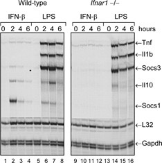 The ability of LPS to induce expression of pro-inflammatory cytokine genes, such as TNF-α and IL-1, does not require signaling through type I IFN receptors. Bone marrow–derived macrophages from WT or Ifnar1−/− mice were treated with LPS (100 ng/mL) at 37°C for 0, 2, 4, or 6 h. At the specified time points, RNA extracts were prepared and analyzed by RPA for expression of several genes, including Tnf (TNF-α), Il1b (IL-1β), Il10 (IL-10), Socs1, and Socs3.