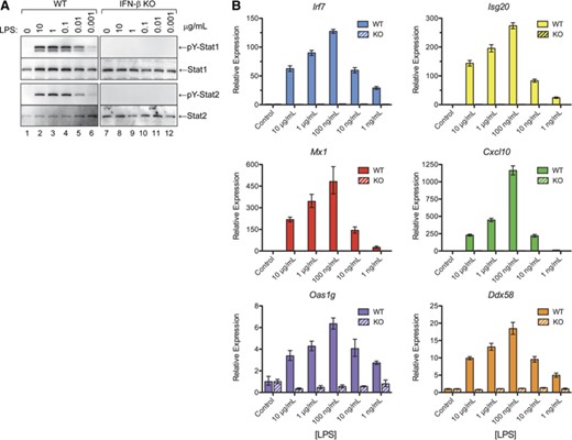 The inability of LPS to induce STAT activation and ISG expression in IFN-β-null macrophages cannot be overcome with higher concentrations of LPS. Cultures of bone marrow–derived macrophages from WT and Ifnb1−/− mice were treated with LPS (10, 1, 0.1, 0.01, or 0.001 μg/mL) at 37°C for 4 h. (A) Protein extracts were then prepared and used to measure activation of STAT1 and -2 by Western blot analysis with anti-phospho(Y)-STAT1 and -2 Abs. A companion set of bone marrow–derived macrophages from WT and Ifnb1 KO mice were treated with LPS at the specified concentrations for 24 h. (B) RNA extracts were then prepared and assayed by qPCR to measure expression levels of several ISGs, including Irf7, Isg20, Mx1, Cxcl10, Oas1g, and Ddx58.