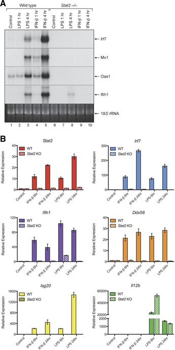 STAT2 is necessary for induction of ISG expression by LPS in macrophages. Cultures of bone marrow–derived macrophages from WT or Stat2−/− mice were treated with LPS (100 ng/mL) or IFN-β (10 ng/mL) for 1 or 4 h at 37°C. (A) At the specified time points, RNA extracts were prepared and analyzed by Northern blot analysis for expression of several ISGs, including Irf7, Mx1, Oas1, and Ifih1 (MDA5). (B) Another set of bone marrow–derived macrophages from WT and Stat2−/− mice were treated with recombinant IFN-β (10 ng/mL) or LPS (100 ng/mL) for 6 or 24 h at 37°C. At the specified time points, RNA extracts were prepared and assayed by qPCR for expression of several genes, including Stat2, Irf7, Ifih1 (MDA5), Ddx58 (Rig-I), Isg20, and Il12b.