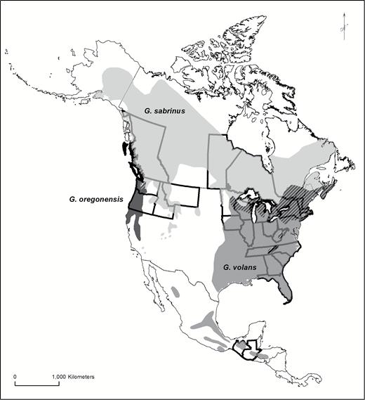 Geographic distribution of New World flying squirrels: Glaucomys oregonensis (black), G. sabrinus (light gray), and G. volans (dark gray). Hatching indicates regions of overlap between species. We examined museum specimens from Guatemalan, Mexican, and United States states and Canadian provinces highlighted with bold boundaries. Geographic ranges modified from Arbogast et al. (2017).