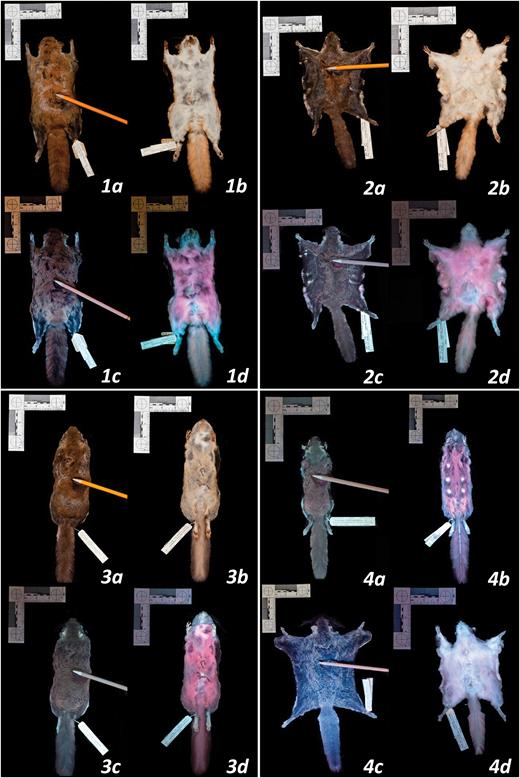 Photographs of New World flying squirrels under visible light and 395 nm ultraviolet (UV) light. Panel 1: dorsal and ventral surfaces illuminated by visible light (a, b) and UV light (c, d) for Glaucomys sabrinus (FMNH 6482; dorsal fluorescence score = 2.3, chin and neck = 2.5, ventral body = 4.8, tail = 1.9). Panel 2: dorsal and ventral surfaces illuminated by visible light (a, b) and UV light (c, d) for G. volans (FMNH 64181; dorsal fluorescence score = 4.3, chin and neck = 2.4, ventral body = 4.0, tail = 2.3). Panel 3: dorsal and ventral surfaces illuminated by visible light (a, b) and UV light (c, d) for G. oregonensis (FMNH 51510; dorsal fluorescence score = 3.5, chin and neck = 4.3, ventral body = 5.0, tail = 4.5). Panel 4: variation in fluorescence on dorsal and ventral surfaces: (a) G. volans (FMNH 7726) fluoresced intensely on the dorsal surface (dorsal score = 3.6); (b) G. oregonensis (FMNH 51509) fluoresced intensely on the ventral surface (ventral body score = 4.4); (c) G. sabrinus (FMNH 5905) showed weak dorsal fluorescence (dorsal score = 0.5); (d) G. volans (FMNH 64183) showed weak ventral fluorescence (ventral body score = 1.3).