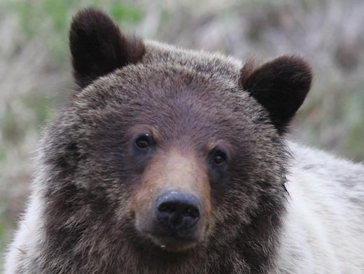 Grizzly bear (Ursus arctos) in central British Columbia, Canada. Trophy hunting for grizzly bears in British Columbia was closed in 2017 because of public opposition to hunting even though research indicated that the hunt was sustainable. Photograph by Mark Boyce.