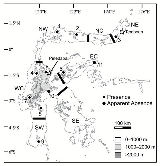 Map of Sulawesi, showing the distribution of Crocidura caudipilosa sp. nov. Sites with records of this new species are numbered: 1 Mt. Dako, 2 Mt. Buliohuto, 3 Mt. Ambang, 4 Mt. Torompupu, 5 Mt. Rorekatimbo, 6 Mt. Katopasa, 7 Mt. Gandang Dewata, 8 Mt. Latimojong, 9 Mt. Bawakaraeng, 10 Mt. Balease, and 11 Mt. Tompotika. Stars indicate the approximate locations of Temboan and Pinedapa, the type localities of previously described species. Black lines divide the island into its constituent areas of endemism, which are labeled NE (Northeast), NC (North-Central), NW (Northwest), WC (West-Central), EC (East-Central), SW (Southwest), and SE (Southeast).