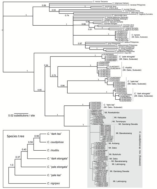 A Bayesian majority-rule consensus estimate of the mitochondrial gene tree of Southeast Asian Crocidura, including a new species from Sulawesi. Numbers at nodes are posterior probabilities (those below the species level or ≤ 0.7 are not shown). Tips are labeled with the specific epithet and their geographic provenance. Samples from Sulawesi are labeled with voucher numbers. Inset shows a species tree of all taxa sampled on Mt. Dako, Sulawesi Island, as estimated from eight nuclear loci using BPP.