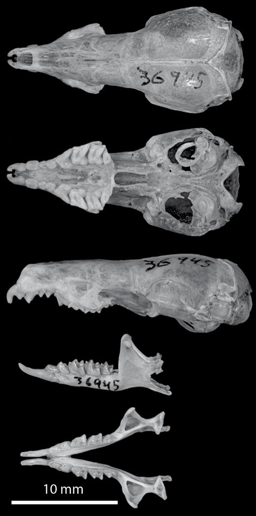 Images of the skull and mandible of the holotype (LSUMZ 36945) of Crocidura caudipilosa sp. nov.