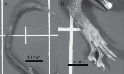 Images showing the density of hair on the tail (A) and distribution of foot pads on the sole of the left hind foot (B) of Crocidura caudipilosa sp. nov. (LSUMZ 36944).